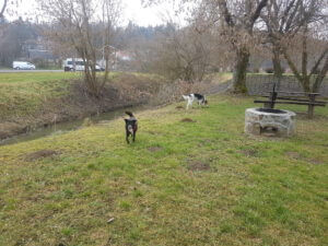 20230113_122412 Kopie Freilaufende Hunde in Ungarn