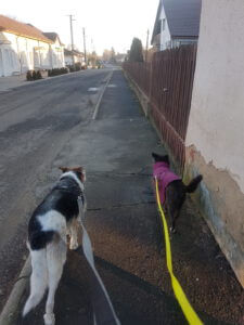 20230114_151614 Kopie Dorfspaziergang mit Hunden