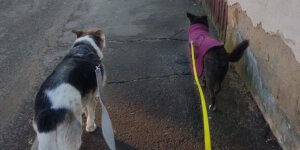 Dorfspaziergang mit Hunden