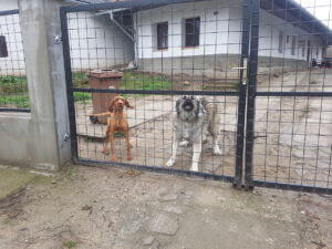 20230120_125045 Kopie Bellende Hunde