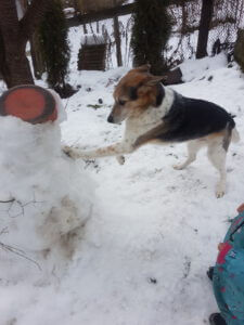 20230214_152023 Kopie Hund verbuddelt Schneemann