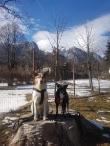 20230219_141557 Kopie Hunde vor den Karpaten