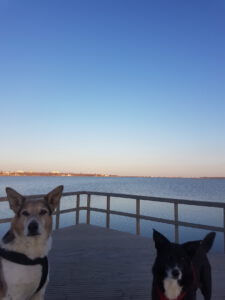 20230220_171032 Kopie Hunde am Lacul Techirghiol