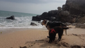 20230227_130109 Kopie Hund am Strand