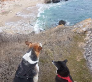 20230227_132242 Hunde Steilküste Schwarzes Meer