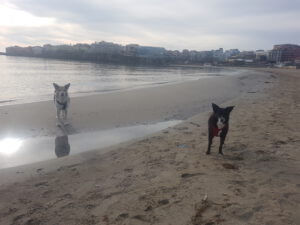 20230309_081817 Strand Sozopol Hund
