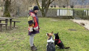 IMG_8693 Training alte Hunde