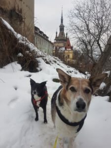Sighisoara Hunde vor dem Uhrenturm in Sighosoara